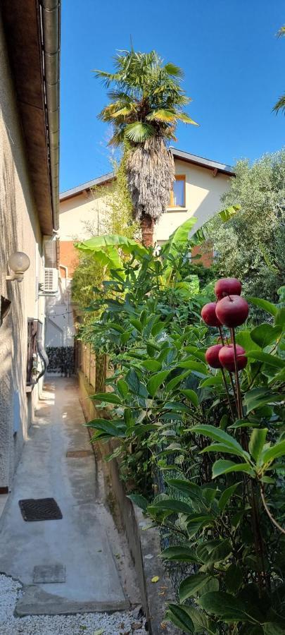 Studio Simone - Terrasse Et Jardin - Tv - Wifi Toulouse Eksteriør billede